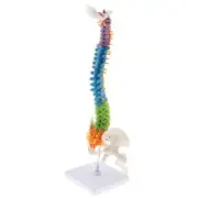 1: 45cm Spine Model Spinal Cord Model Vertebrae Column , Nerves,