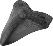 Megalodon Shark Tooth,Fossil Giant Shark Tooth,5.5" Shark Tooth for Fossil and Collections Purposes,Decorative Education ORN