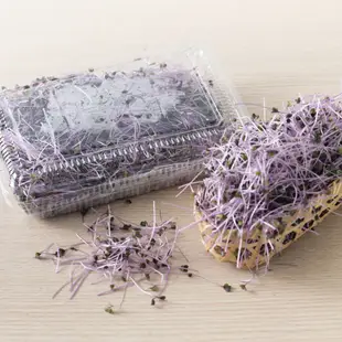 【喵菜園】   苜蓿芽、紫色苜蓿芽  生菜  芽苗  冷藏寄件