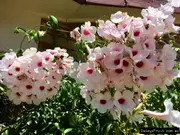 Buy Bower Of Beauty Plant - Pandorea jasminoides
