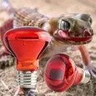 InfraRed Solar Basking Spot Reptile Heat Lamp (E27) Light Bulb· Vivarium D5J6