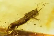 Rare Aquatic Marsh Beetle Larva & Spider. Fossil inclusions Baltic amber #8928