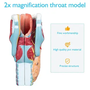 2倍放大咽喉模型 喉解剖 喉部血管甲狀腺喉結喉頭喉嚨 器官模型 教學仿真教具