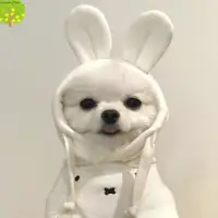 在飛比找蝦皮購物優惠-韓國ins貓狗衣服可愛耳朵泰迪博美犬比熊寵物套頭衫白色衛衣