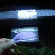 Reusable UVB Light Health Detector Card for Reptiles - 2pc, Fast 10s Response