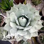 ♕SUCCULENTXLABXSALE♕龍舌蘭 AGAVE PARRYI VAR. HUACHUCENSIS