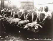 Hogs for the German Army - 1915 - WWI - Historic Photo Print