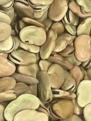 Fava Beans Broad Beans Dried Organic Whole Palestinian 250 GRAM