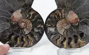 RARE 1n100 BLACK PAIR Ammonite Crystal LARGE 115mm Dinosaur FOSSIL 4.5" n2498cc