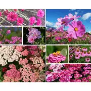 PINK FLOWER COLLECTION / 12 packets of seeds