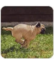 Cork Back Coaster-Dog Design PUG RUNNING-Create Your Own Set!