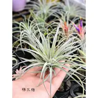 在飛比找蝦皮購物優惠-夏天ㄉ店【空氣鳳梨】棉花糖Tillandsia Cotton