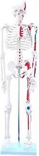 MedicalModels 85cm Tall Human Anatomical Skeleton with Muscle Insertion & Origin Model