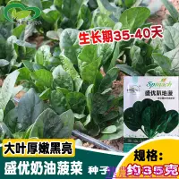 在飛比找蝦皮購物優惠-🌱🥬研優奶油菠菜種子 【可越冬】速生大葉菠菜籽高産耐熱耐寒菠