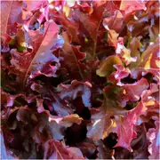 Lettuce - Oakleaf Red seeds