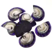 Exposed Chamber Nautilus Shell Purple Resin Fill Focal Bead Cab Cabochon, 1 1/8"