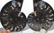 9592 RARE 1in100 BLACK Ammonite PAIR Deep Crystals 110myo FOSSIL LRG 109mm 4.3"