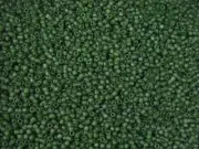 Seed Beads Japanese Matsuno Size8RR (Code-25MA) Frosted Olive