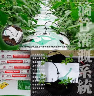 青醬培根義大利醬麵［麵+醬］ (1包麵+1包醬) (8折)