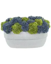 Creative Displays Assorted Sedum in Ceramic Pot