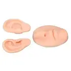 Ear Model Novice Simulated 3D Nose And Mouth Model Display Prop Teaching Too MGR
