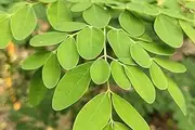 Daun Kelor - Moringa oleifera Dried Leaf (200 Gram)