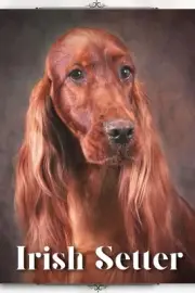 Irish Setter: Dog breed overview and guide by Nina Pustova Paperback Book