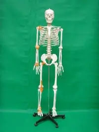 在飛比找Yahoo!奇摩拍賣優惠-【奇滿來】170cm骨骼附半邊韌帶模型 高級人體骨骼模型 美