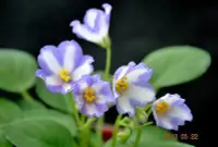 在飛比找Yahoo!奇摩拍賣優惠-堤緣花語陶-淨化室內空氣植物-非洲紫羅蘭 'Tiyuan's