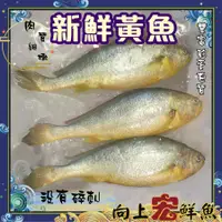 在飛比找蝦皮購物優惠-[🐟向上宏鮮魚] 黃魚 黃花魚 小黃魚 大黃魚 海鮮批發 野