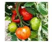 Boondie Seeds TOMATO Tigerella seeds