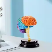 Human Brain Model Disassembled Human Organ Puzzle Brain Model Anatomy For