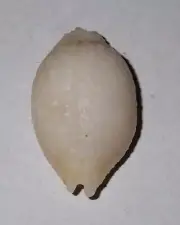 27 mm LARGE Cypraea Nucleolaria Nucleus Cowrie Seashell #AZ1 From Madagascar