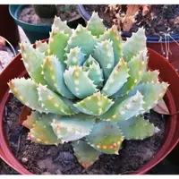 在飛比找蝦皮購物優惠-Aloe brevifolia var. depressa 