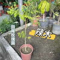 在飛比找蝦皮購物優惠-田尾玫瑰園 l 辣木 (苗)、鼓槌樹、山葵木、馬蘿蔔樹【六吋