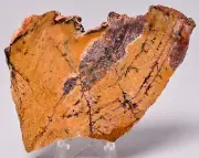 MICROBIAL MAT, STROMATOLITE STRELLEY POOL SLICE Australia S20