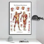Wall Art , Human Anatomy Muscles Art Poster Print Body Map Canvas Wall Pictures For Medical Education Home Decor Posters And Prints Posters For Classroom - 50X70Cm