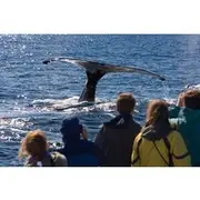 Save 10.00%! Hermanus Whale Watching and Penguin Tour from Cape Town