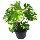 Garden Decor For Home Turtle Leaves Simulation Plants Green Plant Fake Plant