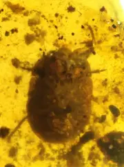 Gelastocoridae burmite Cretaceous Amber fossil dinosaurs era