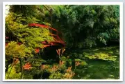 The Bridge Over Water Lilly Pond in Claude Monet's Garden at Giverny Postcard