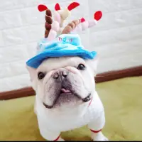 在飛比找蝦皮購物優惠-寵物生日帽 派對帽 寵物造型帽 法鬥裝扮