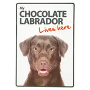 Magnet & Steel My Chocolate Labrador Lives Here