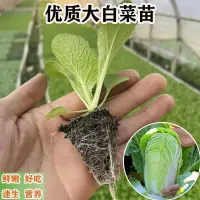 在飛比找蝦皮購物優惠-白菜苗種黃心大白菜苗包白菜圓白菜苗秧子山東小白菜春夏秋四季種