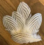5pcs Genuine Real Silver Pheasant 10-12cm Black White Feathers DIY Art Craft