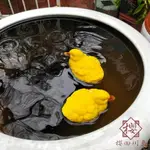 漂浮擺件水缸造景魚缸魚池裝飾仿真鴨子青蛙【櫻田川島】
