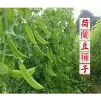 在飛比找蝦皮購物優惠-【大夾荷蘭豆種子】四季播種 荷蘭豆種子 甜豌豆蔬菜種子 豌豆