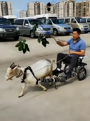 仔仔狗拉車 遛狗車寵物犬拉車 人坐遛狗車 輕型折曡 哈士奇二哈車 (5.4折)