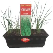 Onion Chives Punnet - Allium schoenoprasum