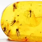 Genuine Baltic Amber Fossil Swarm of Gnat Insects 1.37g Natural Rare Inclusion